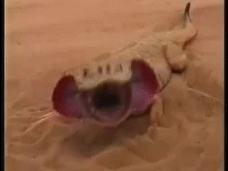 lizard-sand
