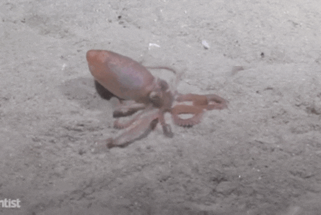 octopus-sand
